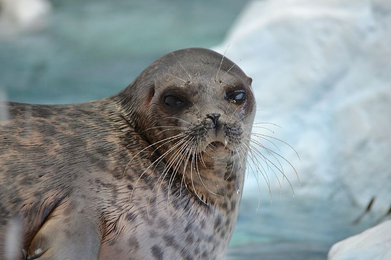 Close-up of a ringed seal with spotted grey fur and long whiskers looking directly at the camera