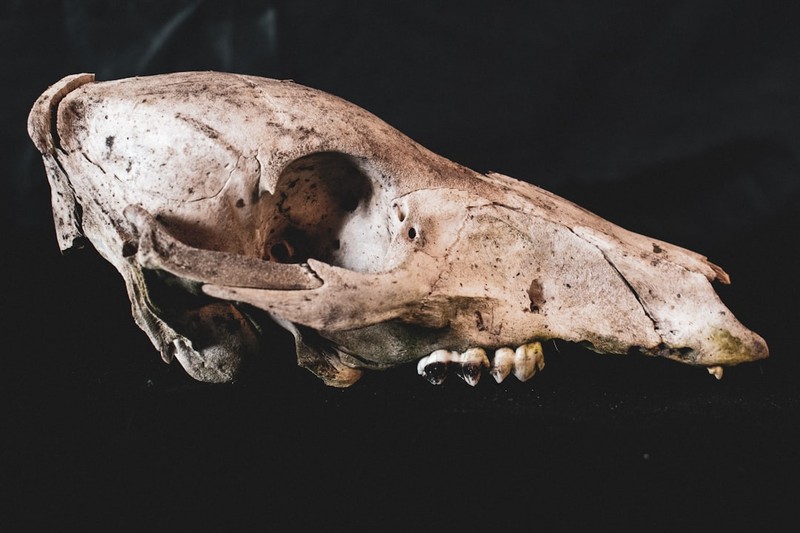 An ancient animal skull with a long snout and visible teeth displayed against a black background