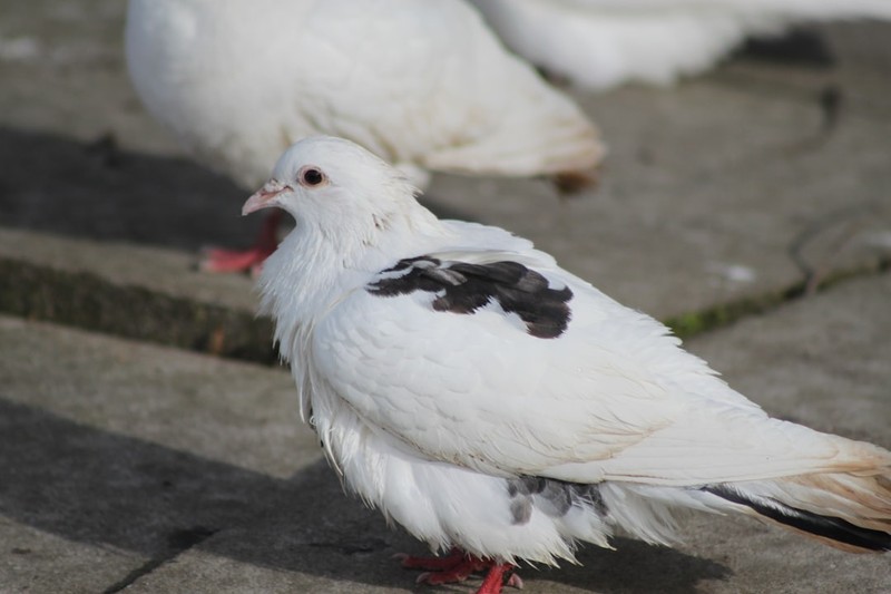 A white pigeon with black markings on its back stands on a paved sidewalk