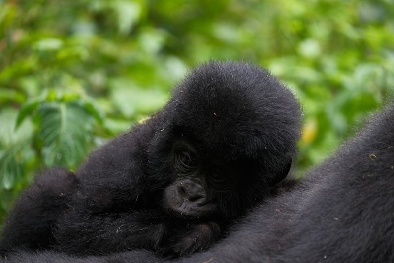 A baby mountain gorilla rests peacefully on its mother in their natural forest habitat