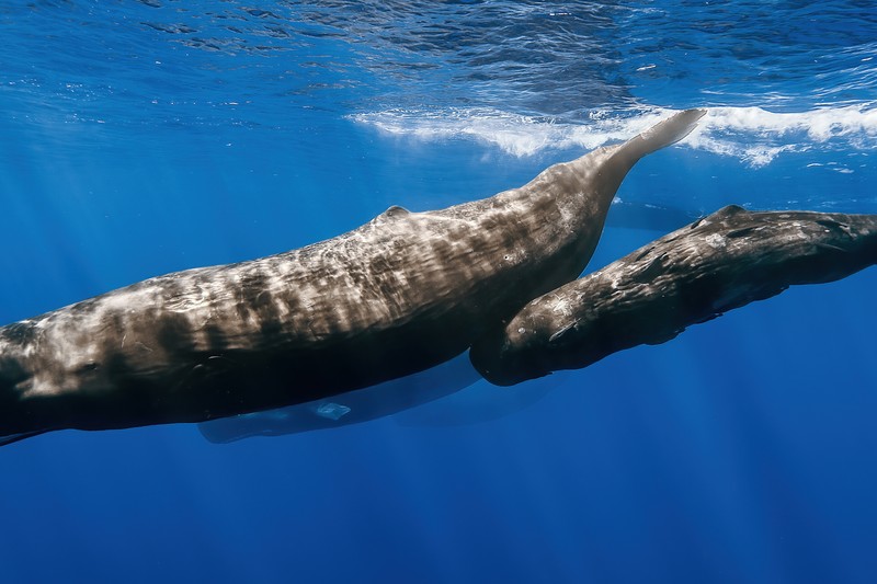 Multiple sperm whales swimming together underwater in deep blue ocean