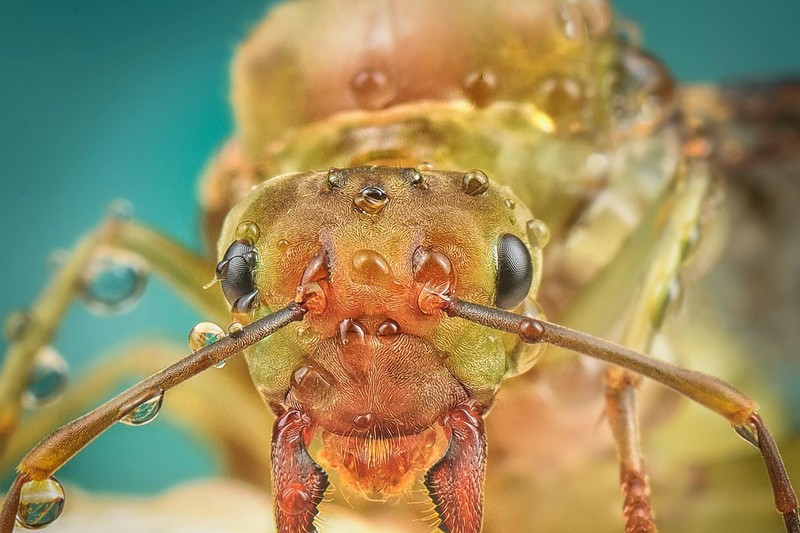 Extreme macro close-up of a Cephalotes turtle ant showing intricate facial details, compound eyes, and antennae with water droplets against a soft teal background