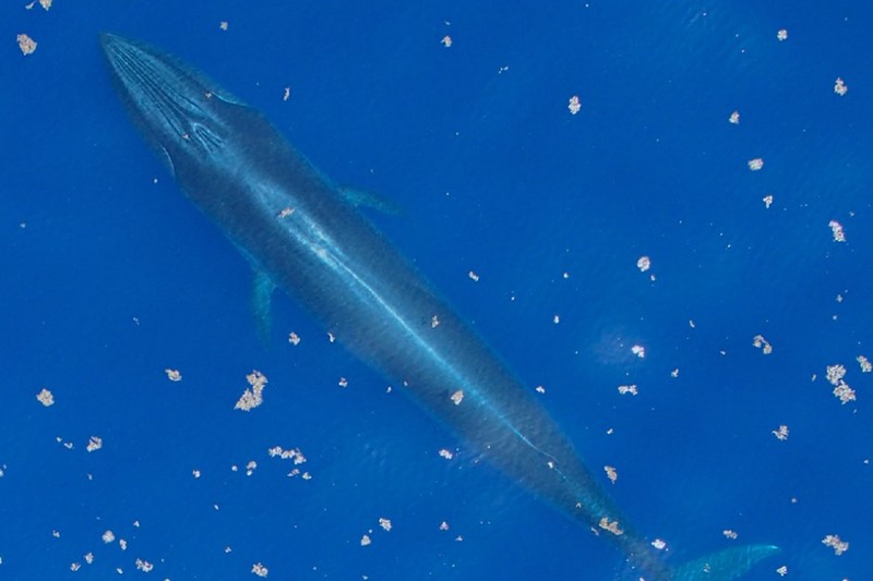 A Rice's whale swims through the deep blue waters of the Gulf of Mexico, its sleek body visible beneath the surface.