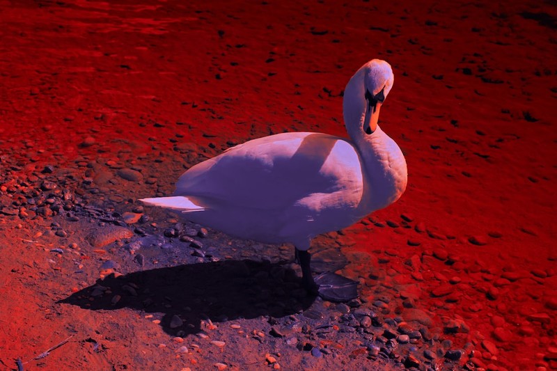 A white swan standing on earthy ground against a vivid red background