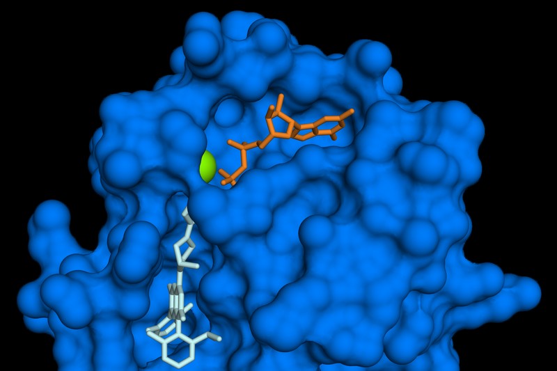 Surface model of the KRAS G12C mutant oncoprotein (blue) with the inhibitor sotorasib (aqua) and GDP (orange) bound, plus a magnesium ion (green)