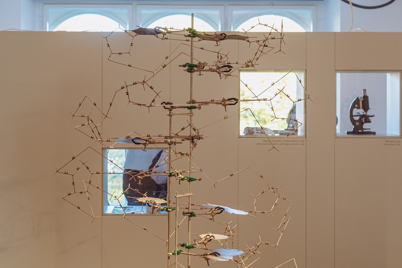 A metallic replica of the Watson and Crick DNA double helix model displayed in a museum exhibit