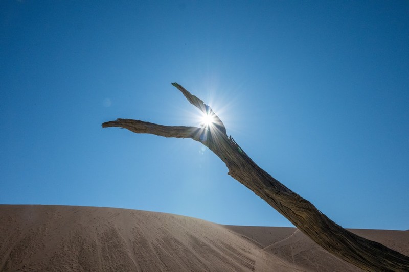 Sun blazes through the bare branches of a dead tree in a desert landscape, with sand dunes and a deep blue cloudless sky