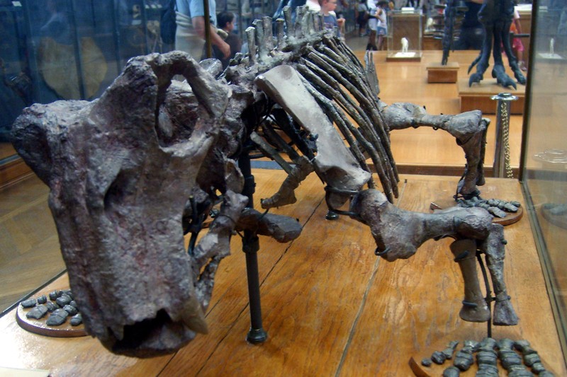 Lystrosaurus murrayi skeleton on display at the Muséum national d'histoire naturelle in Paris