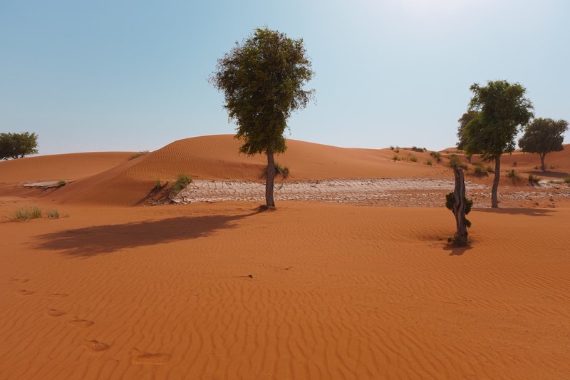 Orange-red sand dunes stretching across a desert landscape with sparse trees under a clear blue sky