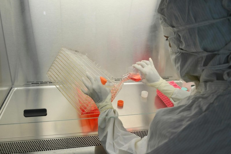 Scientist in full protective gear performing sterile cell culture procedures in a biosafety cabinet laboratory