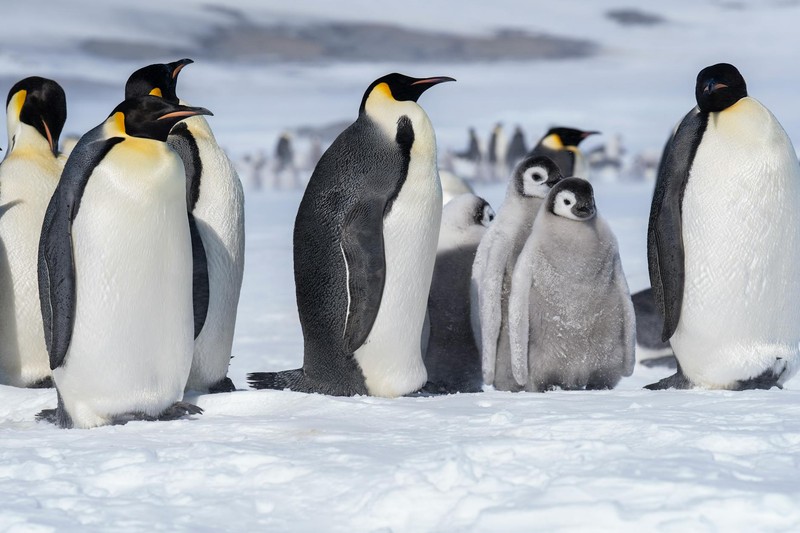 Emperor penguins and chicks standing together on Antarctic snow
