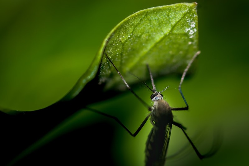 Close-up macro photograph of a mosquito resting near a green leaf with water droplets