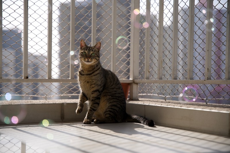 A tabby cat sits on a ledge with colorful bokeh bubbles floating around it against an urban backdrop