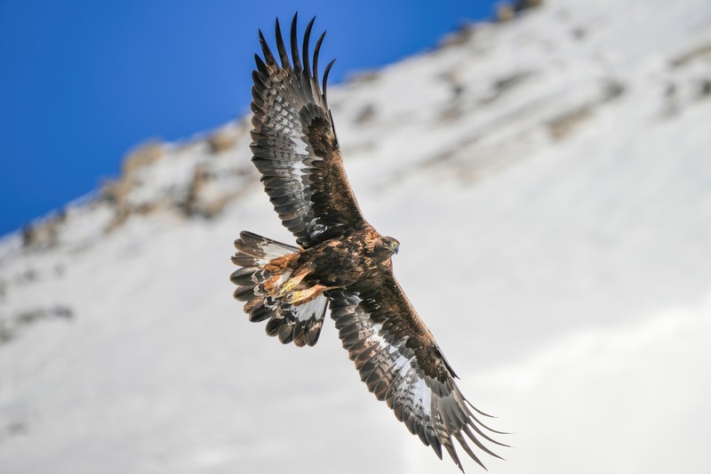A golden eagle soars with outstretched wings above a snow-covered mountain against a clear blue sky.