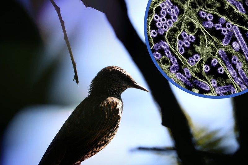 A wild bird perched on a branch with a colorized transmission electron micrograph inset showing purple H5N1 virus particles