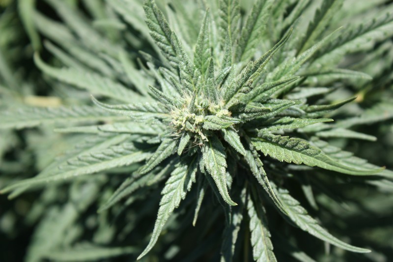 Close-up of a mature cannabis plant bud with vibrant green serrated leaves and visible trichomes
