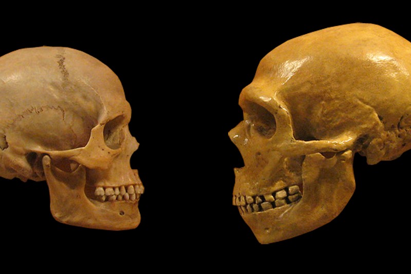 Side-by-side comparison of a modern human skull and a Neanderthal skull on a black background