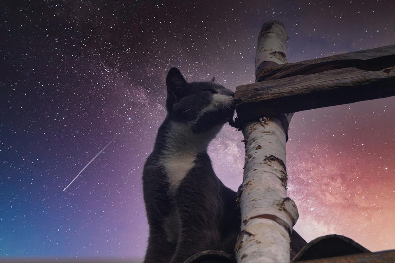 A dark cat perched on wooden logs beneath a starry galaxy night sky with a shooting star