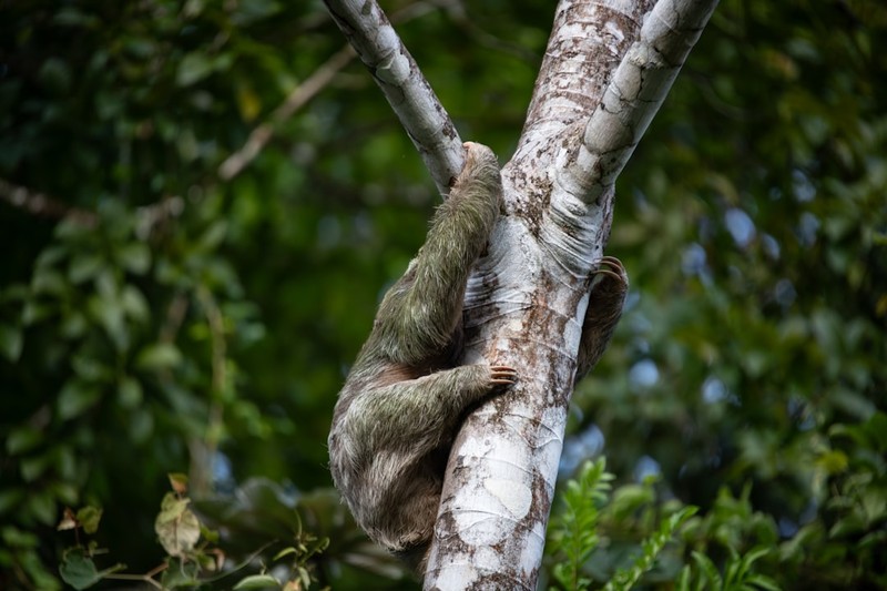 A sloth clings to a tree trunk in a lush green forest
