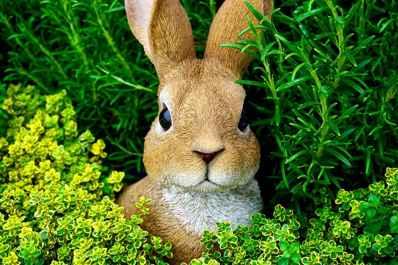 A brown rabbit nestled among vibrant green plants