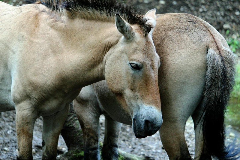 Two Przewalski's horses standing in a natural grassy landscape
