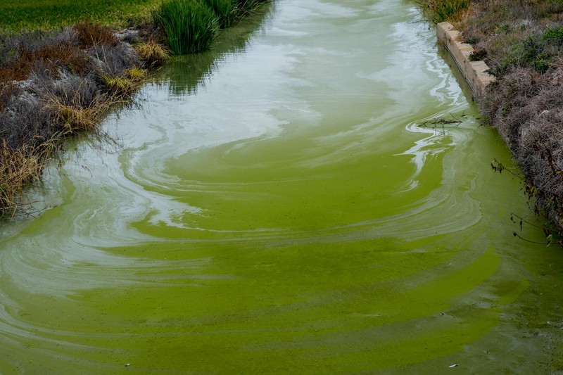 A waterway choked with bright green algae bloom, showing the effects of nutrient pollution on a river ecosystem