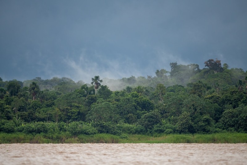 Aerial view of the Amazon rainforest along a muddy river in Peru, with dense green canopy stretching to the horizon under misty conditions