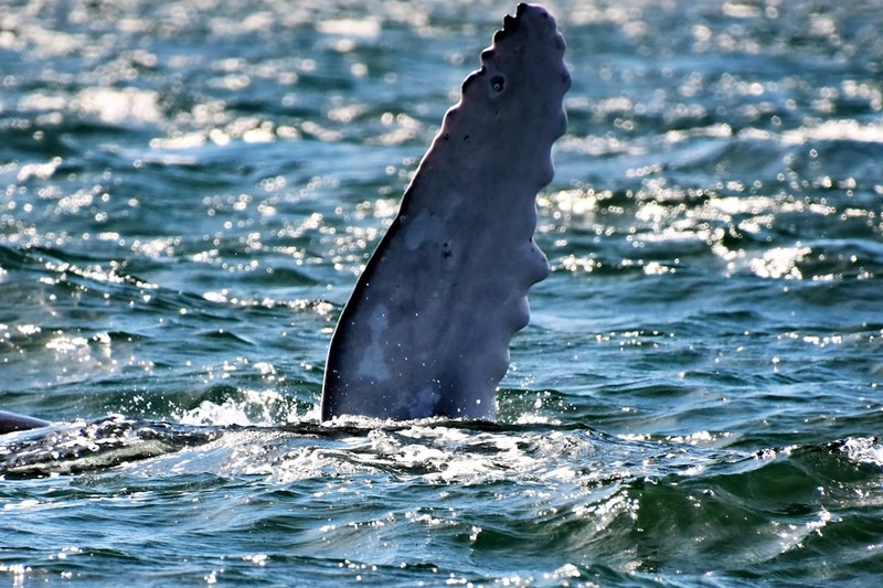 A humpback whale's fin emerges from sunlit ocean waters