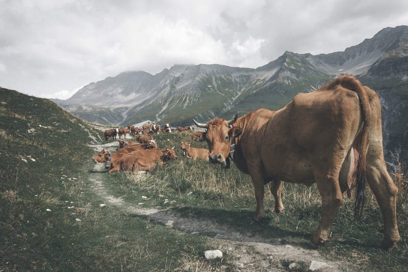 Brown cows grazing on a mountainside pasture with snow-capped peaks in the background