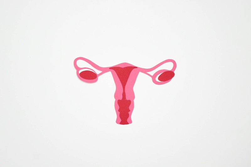 Minimalist illustration of the female reproductive system showing the uterus, fallopian tubes, and ovaries in shades of pink on a white background
