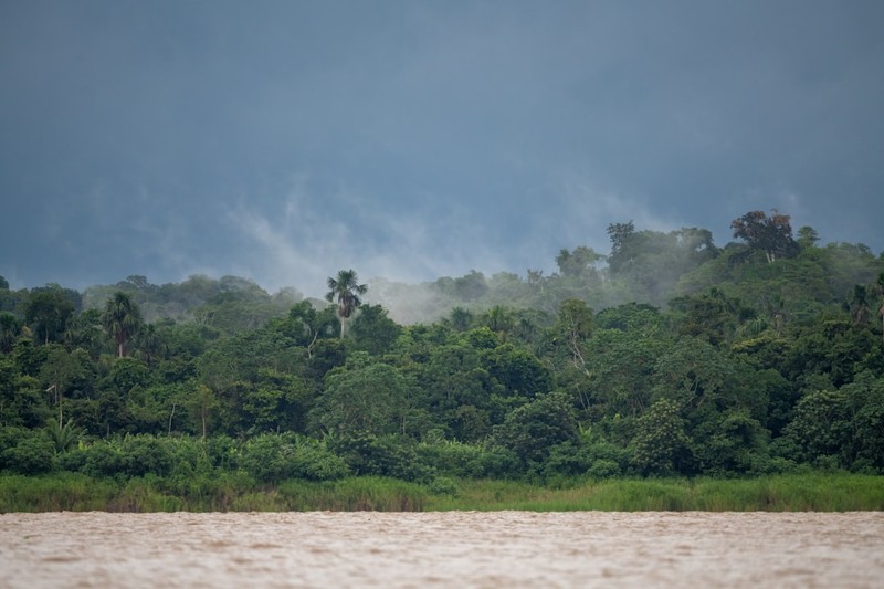 Misty Amazon rainforest viewed from the river, with dense green canopy under overcast skies