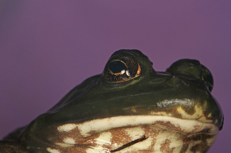 American Bullfrog - Lithobates catesbeianus, Jug Bay Wetlands Sanctuary, Lothian, Maryland