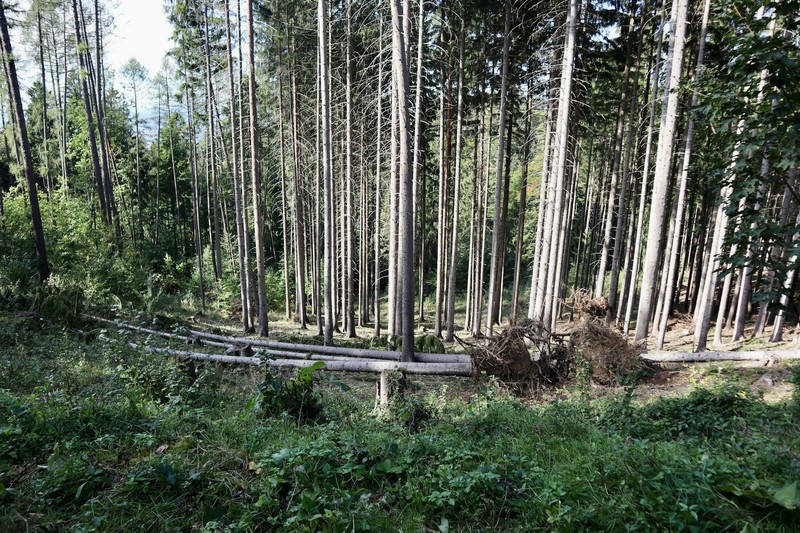 Dense coniferous forest with tall pine trees and fallen logs on the forest floor