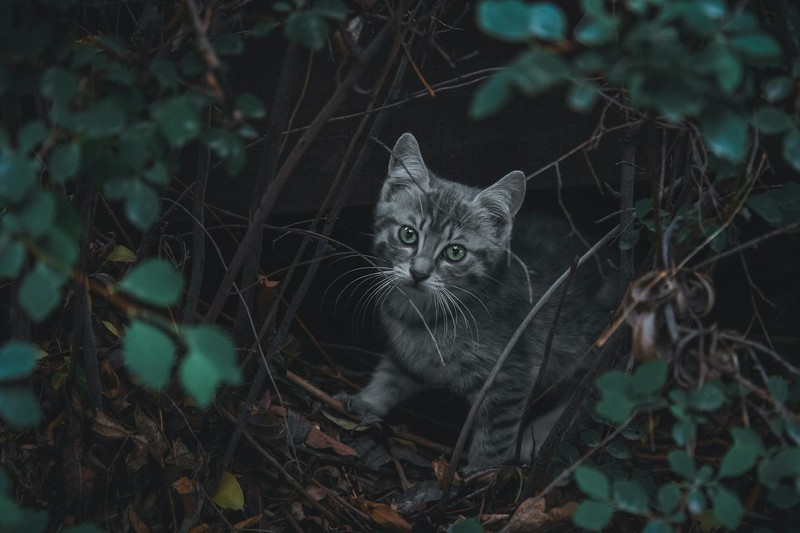 A gray tabby cat with bright green eyes peeks out from dense forest underbrush
