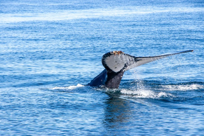 A humpback whale's tail splashes above the blue waters off Gansbaai, South Africa