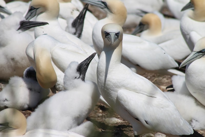 A northern gannet surrounded by other gannets and chicks in a crowded breeding colony