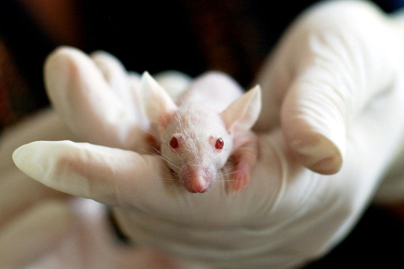 A white albino laboratory mouse with pink eyes rests in a gloved hand