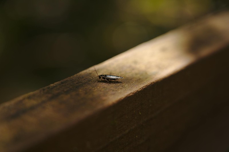 Close-up of a cockroach on a weathered wooden surface with a dark, moody bokeh background