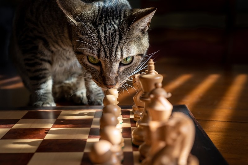 A tabby cat curiously sniffs a chess pawn on a wooden chessboard in warm sunlight