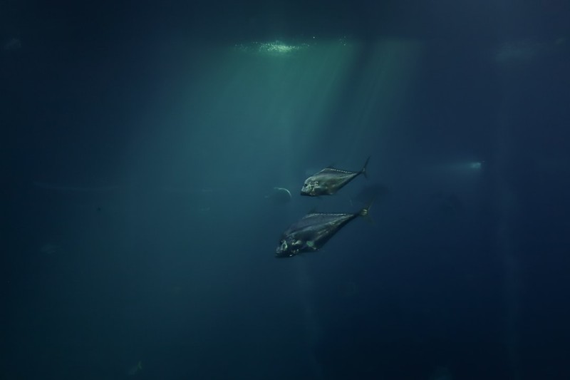 Two fish swimming in deep blue ocean waters with sunlight filtering from above