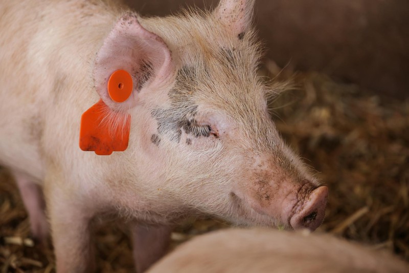 A pink domestic pig with an orange ear tag on a farm
